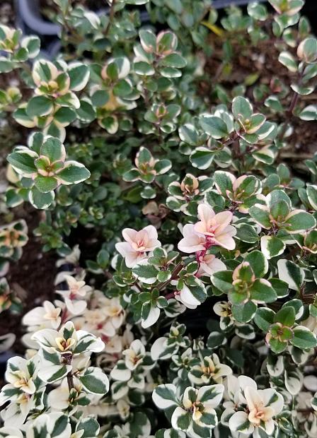 THYMUS pulegioides 'Foxley', Foxley Thyme