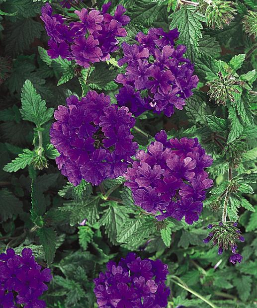 VERBENA hybrid Superbena 'Dark Blue', Superbena Verbena