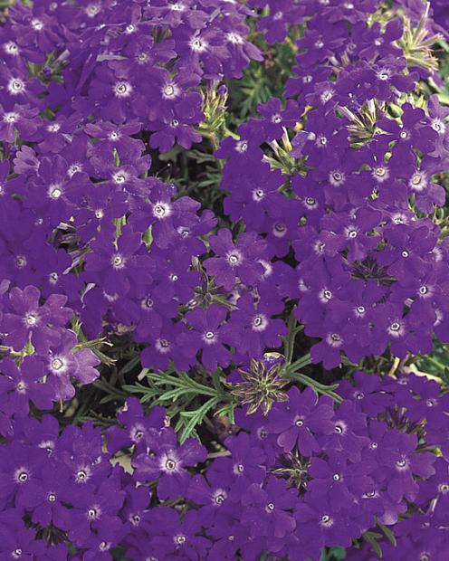 VERBENA hybrid 'Tapien Blue Violet', Tapien Verbena