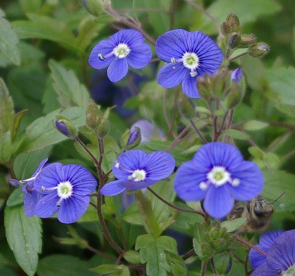 VERONICA peduncularis 'Georgia Blue', Speedwell