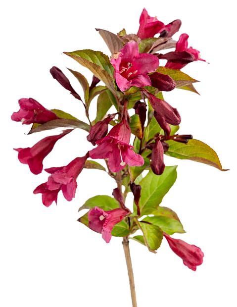 WEIGELA x hybrida Prism 'Sunset' (syn. 'Wg19-108'), Weigela