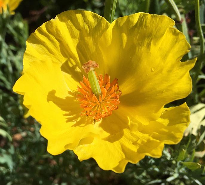 HUNNEMANNIA fumariifolia, Mexican Tulip Poppy, Golden Cup