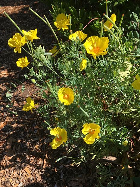 HUNNEMANNIA fumariifolia, Mexican Tulip Poppy, Golden Cup